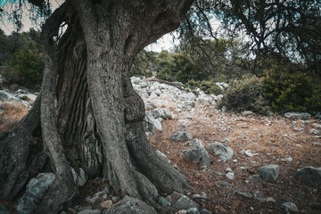 Olive tree garden in Croatia, Olive trees in the south by the sea.