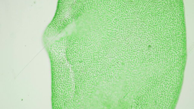 Biological research laboratory. genetic engineering. Creation of a new type of algae that eats plastic waste from the oceans. Fight against pollution of the world ocean from microplastics