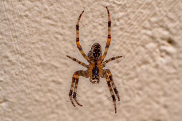 Hausspinne vor Hauswand