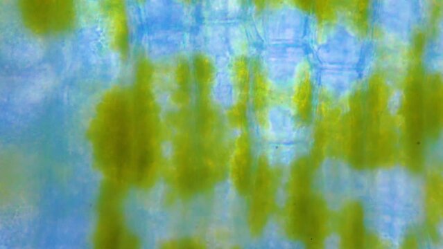 Biological research laboratory. genetic engineering. Creation of a new type of algae that eats plastic waste from the oceans. Fight against pollution of the world ocean from microplastics