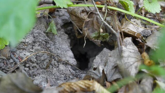 Little mouse hides in a hole in forest. Microtus - genus of voles found in North America, Europe and northern Asia. Genus name refers to small ears of these animals