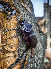 beetle at the home back yard