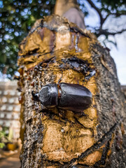 birch beetle