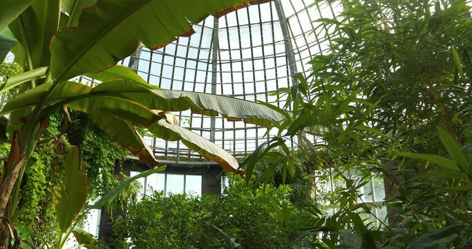 Beautiful green tropical plants in conservatory. Ecological development of planet. Cinema 4K 60fps zoom-out video