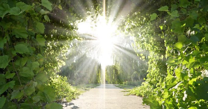 Bright road to heaven. Garden of Eden. Divine radiance, amazing beautiful tunnel of grape leaves that flutter in the wind and unearthly light shines from the sky. Cinema 4K zoom-in slow motion video