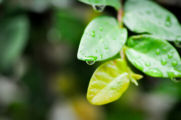 leaf background ,ficus pumila or climbing fig or nature background and rain drop
