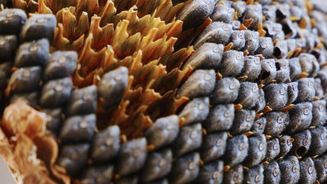 Mathematical fractals in nature. Close-up of a fractal pattern on a ripe sunflower seeds. Oil production