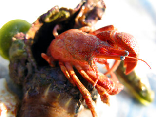 Red hermit crab protruding from its shell, close-up. Paguroidea. Animals of the Mediterranean.