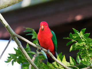 Australian King Parrot (Alisterus scapularis) at Maitland NSW Australia
