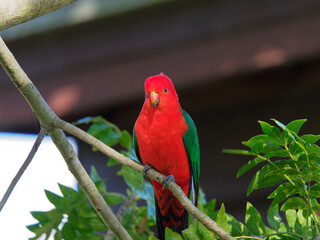 Australian King Parrot (Alisterus scapularis) at Maitland NSW Australia