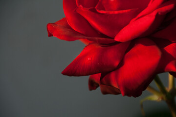 kwiat róży różowy czerwony płatek kropla pachnący walentynki urodziny romantyczny randka spotkanie  - obrazy, fototapety, plakaty