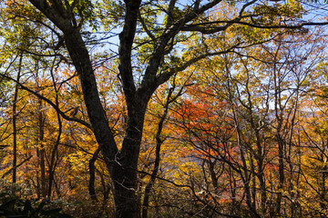 Fototapeta na wymiar Autumn tree in the forest, Pisgah National Forest, North Carolina, USA