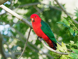 Australian King Parrot (Alisterus scapularis) at Maitland NSW Australia