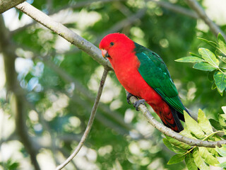 Australian King Parrot (Alisterus scapularis) at Maitland NSW Australia