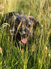 Badger the Beardy dog in a field