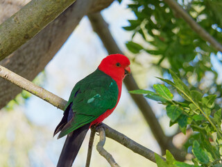 Australian King Parrot (Alisterus scapularis) at Maitland NSW Australia