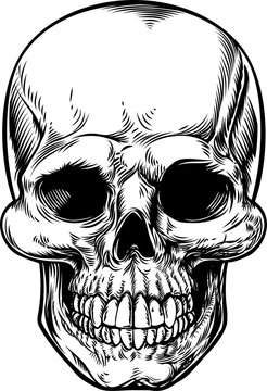 Skull Drawing Illustration