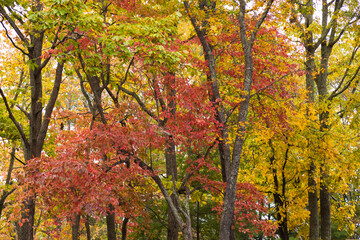 Tree in autumn, Asheville, North Carolina, USA