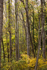 Fototapeta na wymiar Tree in autumn, Asheville, North Carolina, USA