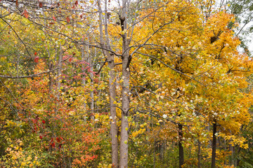 Autumn trees in the park, Asheville, North Carolina, USA