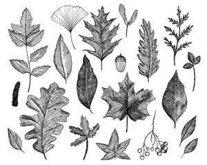 Autumn leaves. A set of different tree leaves. Hand-drawn in the style of engraving