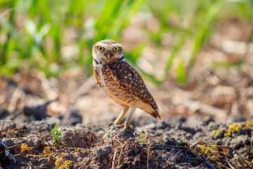 Athene cunicularia, Burrowing owl, Owl