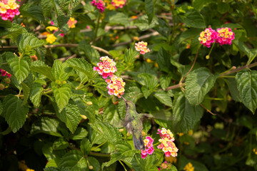 Hummingbird feeding on a yellow flower