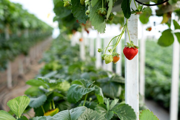 strawberries grow in vertical beds