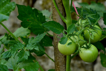 Tomates vertes