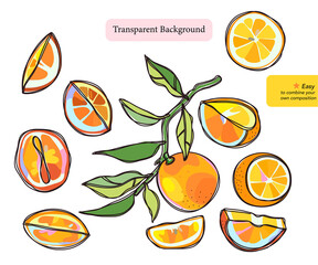 Set of Orange fruit and leaves Hand Drawn Isolated Illustration. For citrus food packaging, cosmetic branding, textile design. Transparent background png.