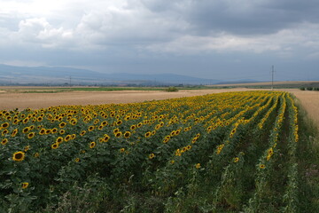 Ein Sonnenblumenfeld in eine hügelige Landschaft mit wenige Wolken am Horizont.