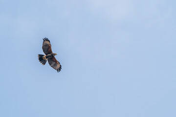 Harris's hawk in flight