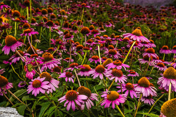 Flower field full of purple coneflowers and honey bees pollinating them