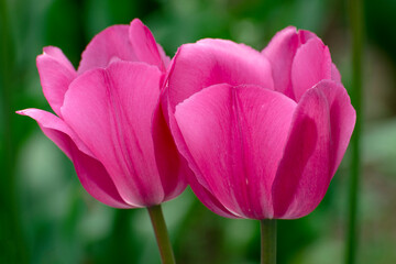 Fototapeta premium pink and white tulip