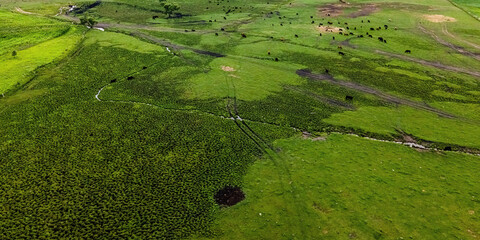 Rural Wisconsin Farm with Cows in the Field