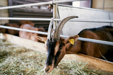 Goat with an ear tag eats hay from behind a fence in a paddock. High quality photo