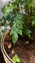 plant