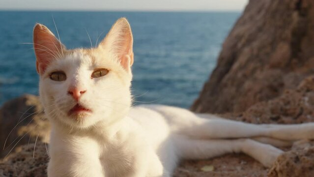 A white cat lies on the edge of a cliff in the sea, squinting in the rays of the sun. Close-up.