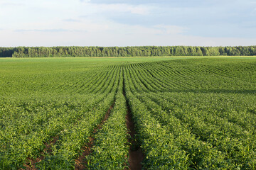 potato field during potato flowering. agriculture, cultivation of natural food on an industrial scale.