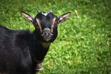 Small black goat, a dwarf goat. Mała czarna koza, koza karłowata © Barbara