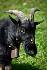 Small black goat, a dwarf goat. Mała czarna koza, koza karłowata © Barbara