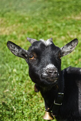 Mała czarna koza, koza karłowata. Small black goat, a dwarf goat. - obrazy, fototapety, plakaty
