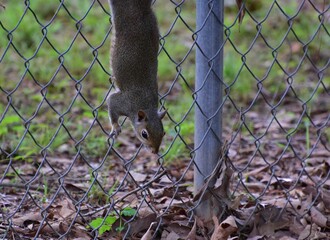 Close-up shot of a gray squirrel climbing down a fence in the daylight