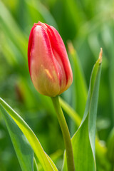 red tulip in the garden