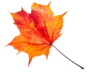 Naklejka na ściany i meble Autumn maple leaves isolated on white background