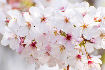 tree flowers