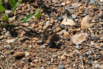 Grayling butterfly of brown color sits on stones. High quality photo