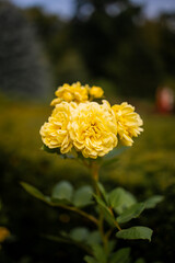Beautiful bush of yellow roses in the spring garden. Rose garden.