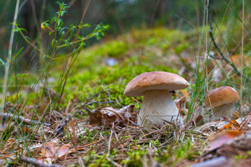 season two porcini white mushrooms grow in forest