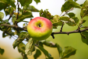 Apfel
